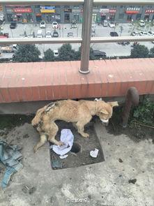 网友爆料狗狗视频大全图片,狗狗视频大全,萌态百出,笑料连连 第2张 网友爆料狗狗视频大全图片,狗狗视频大全,萌态百出,笑料连连 第2张