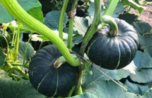 网红吃瓜圈八卦图片,八卦图片背后的惊人真相 第2张 网红吃瓜圈八卦图片,八卦图片背后的惊人真相 第2张