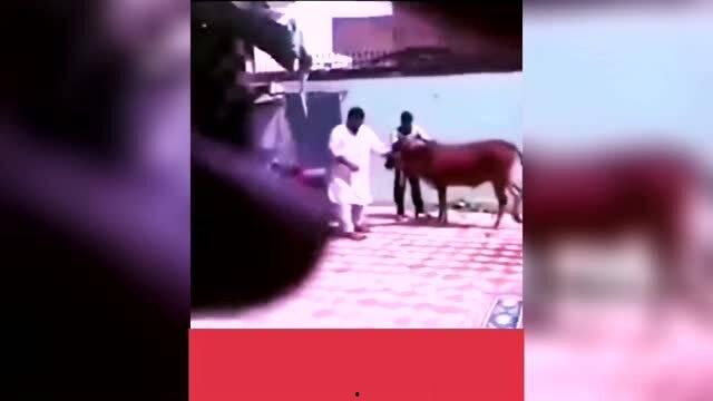 搞笑视频爆料大全,笑点满满,欢乐无限 第2张 搞笑视频爆料大全,笑点满满,欢乐无限 第2张